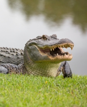 Alligator. (Getty Images/Gallo Images)