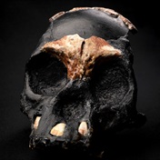 Researchers find evidence that Homo naledi used fire