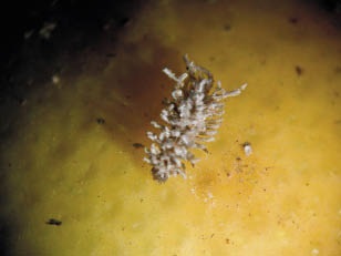 Die Cryptolaemus-larwe wat ook ’n kewer is in volwasse stadium, is ’n natuurlike roofinsek vir witluis.