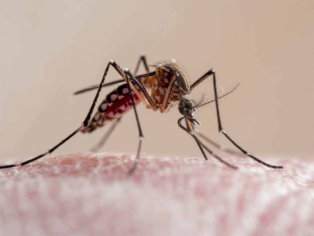 Pria Ekurhuleni dirawat karena malaria odyssean, meskipun tidak ada riwayat perjalanan ke daerah endemik