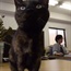WATCH: The office where you can have a cat