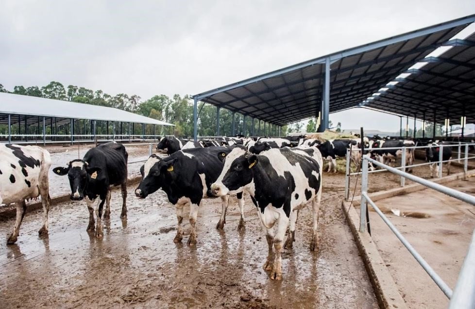 The Estina dairy farm turned out to be a cash cow for a few select individuals. 
