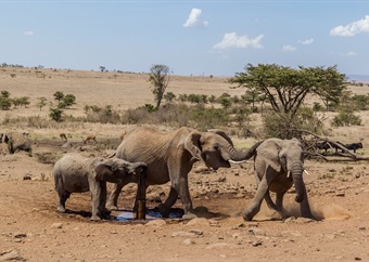 Kenya drought leaves wildlife gasping for breath