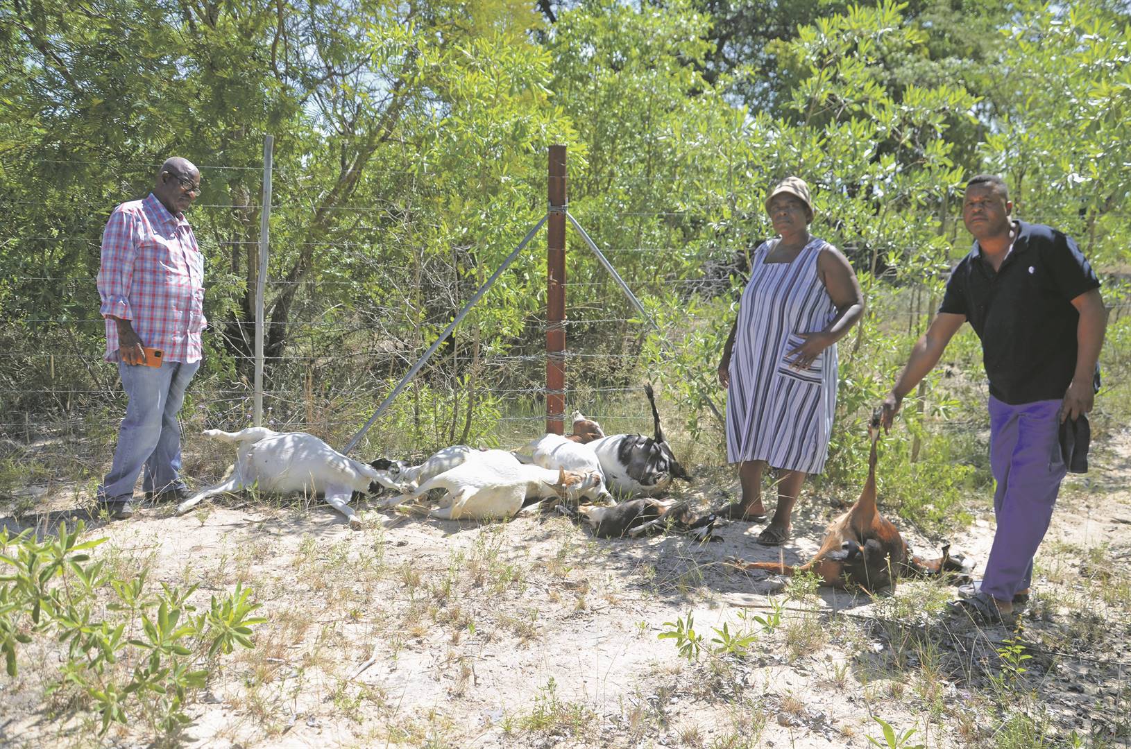 Fuming farmers Mike Mabunda (let), Andries Khumalo and his wife, Lisbeth, are angry over some of their eight dead goats. They were allegedly poisoned on the fence of Bishop Edward Dube’s farm.