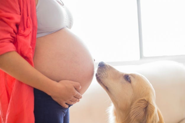 Make sure Spots doesn't feel left out when you bring home your newborn baby by introducing your dog (or cat) to the idea of a baby while you're still pregnant. 