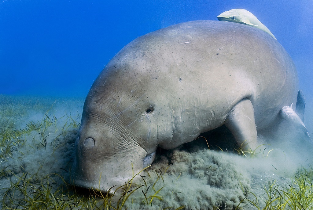 A dugong is a herbivorous marine mammal.