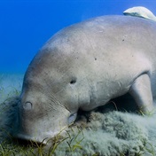 Sea cows, abalone, pillar coral now threatened with extinction