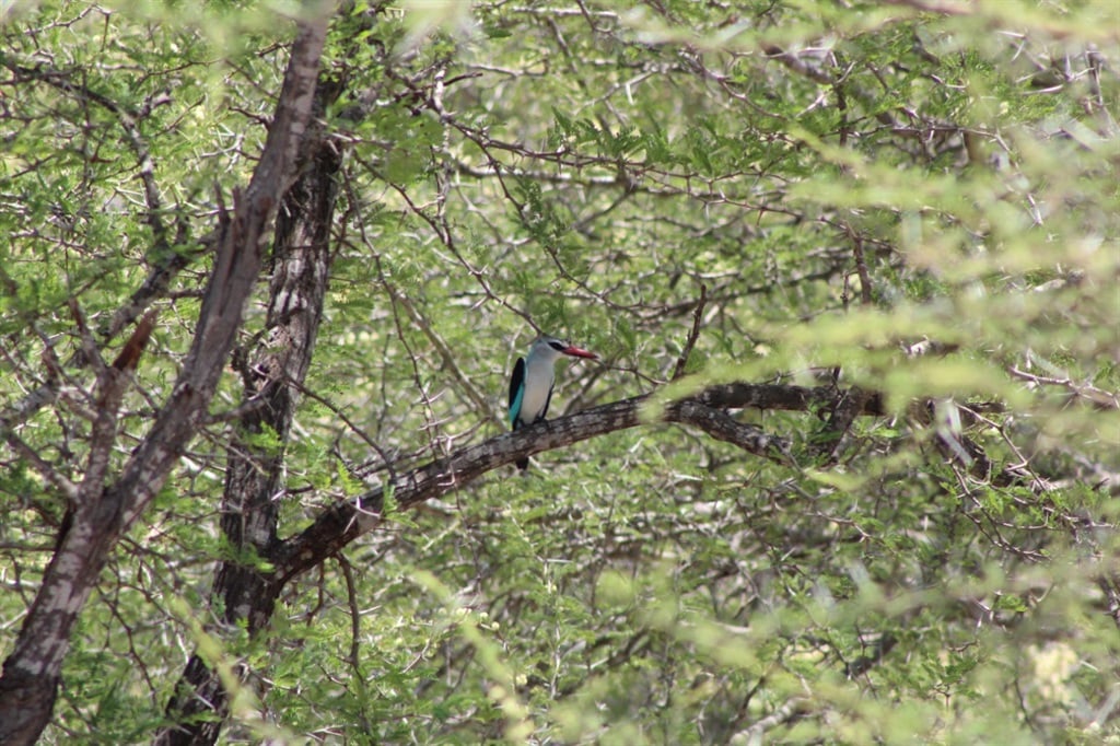 Woodlands kingfisher. Photo: Laila Majiet