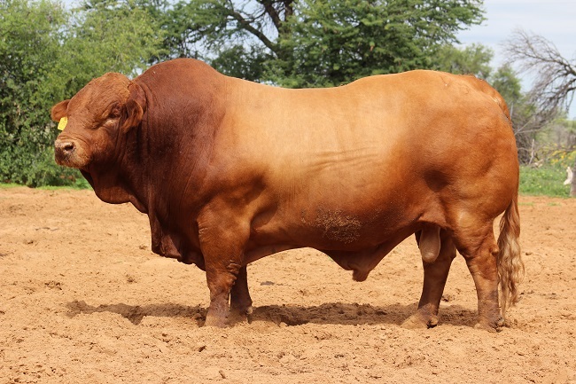Hilux (V8 16-85) was vanjaar die duurste Beefmaster-bul in Suid-Afrika toe hy vir R1,4 miljoen verkoop is. FOTO’S: VERSKAF 