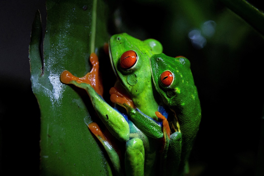 Two Red-eyed Tree frogs (Agalychnis callidryas) mate at Exotic Fauna breeding zoo, where exotic animals are reproduced to be marketed as pets in US, Canada and Asia, in Ticuantepe, on the outskirts of Managua in Nicaragua. Photo: Reuters / Maynor Valenzuela