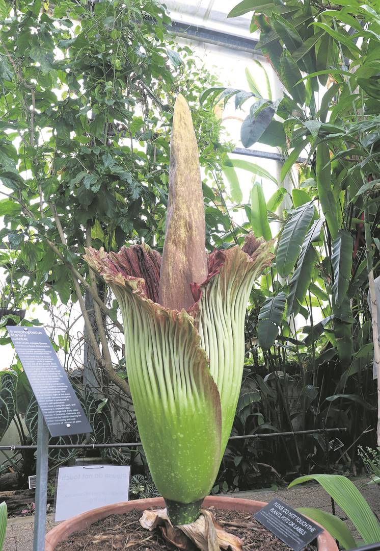 As one of the world’s largest flower structures the Titan Arum Lily (Amorphophallus titanium) only blooms every six to 15 years, the flower lasting up to 48 hours in total.Photo: Ester Boot