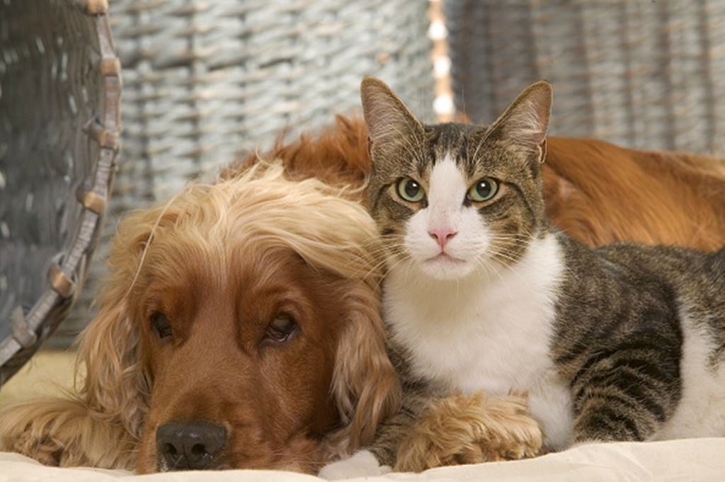 are maltese terrier cat friendly