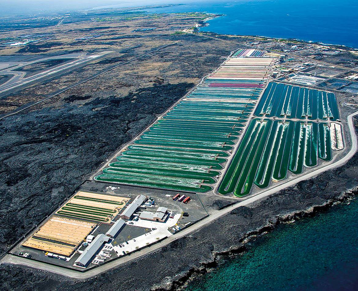 ’n Mikro-algekweekaanleg aan die Konakus op die Groot Eiland van Hawaii. FOTO: CYANOTECH CORPORATION 