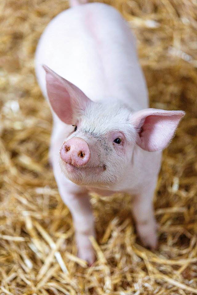 Navorsers van die Wageningen-universiteit in Nederland bestudeer die welstand van varke. Foto: animal blog