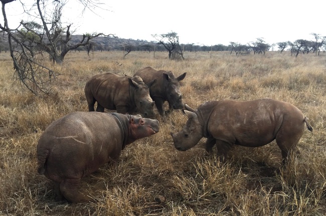 Aider les rhinocéros, Zululand Rhino Orphanage 