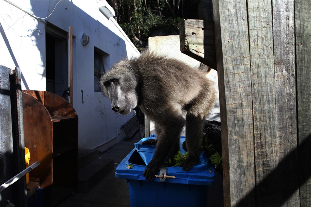 A male baboon grabs food from a trash can at a local restaurant in Cape Town. (Paula Bronstein/Getty Images)