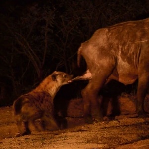 WATCH: Eina! Hyena takes a bite from balls | News24