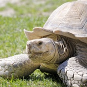 Endangered African tortoises make trek home from Monaco