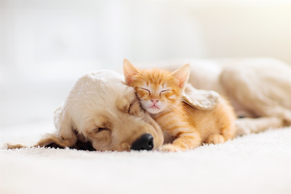 Cat and dog sleeping together. Kitten and puppy ta