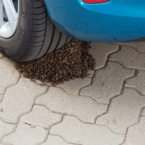 This hive of bees began building a hive on the tyre of a Ford dealership in Blackheath.
