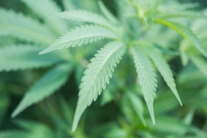  In a move to develop, commercialise and remove stigma associated with dagga, the Eastern Cape government has approved the setting up of a cannabis college