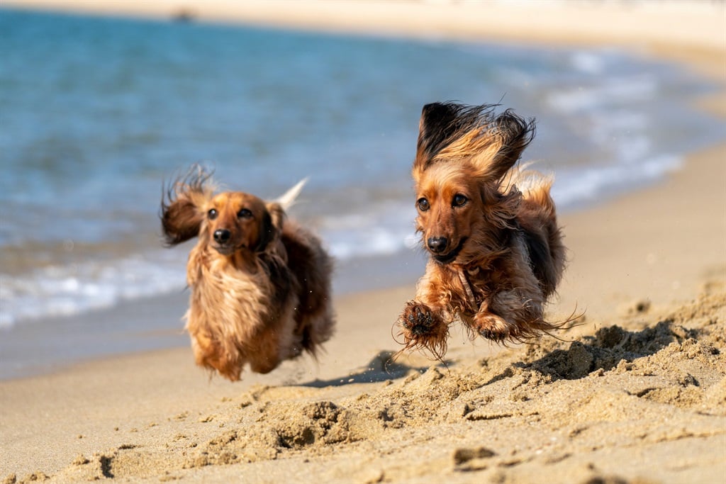Make sure your furry friends are watched, loved and taken care of this summer vacation.