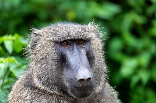 Four baboons from the Pringle Bay troop have been removed.