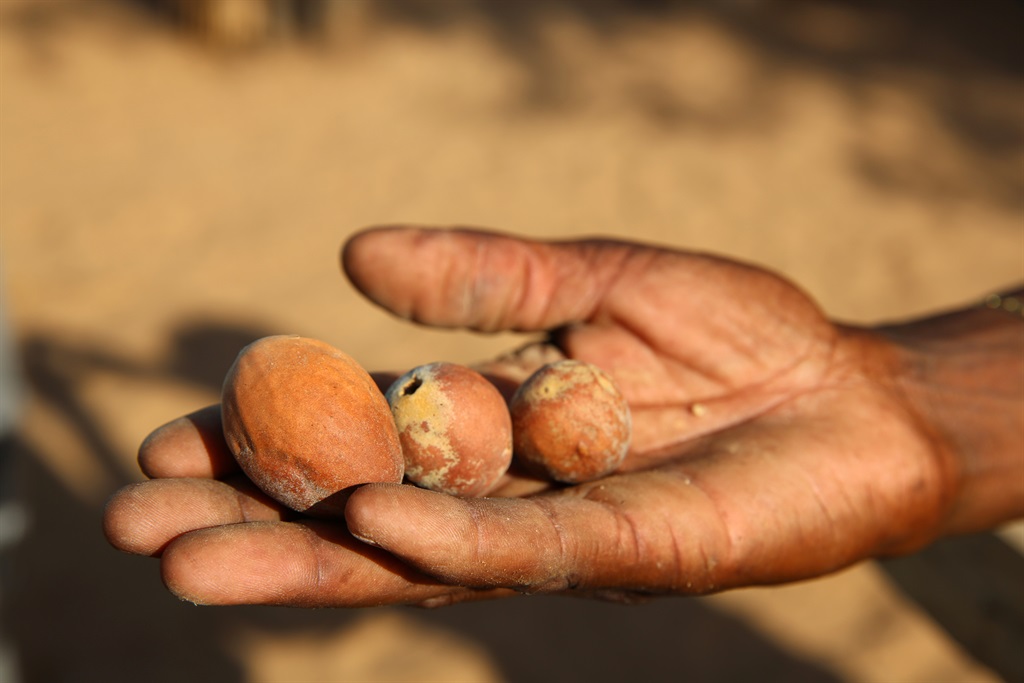 The marula fruit has incredible health benefits. Picture: iStock/Gallo Images