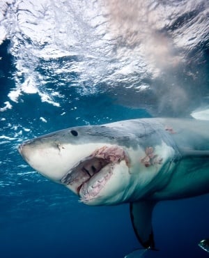 Shark. Photo. (Getty images/Gallo images)