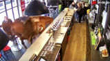 WATCH: An escaped racehorse burst into a bar in France, sending patrons fleeing