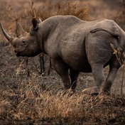 Police on the hunt for suspected rhino poachers in Paterson