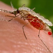 Discovery launches malaria benefits and funeral cover in seven African markets