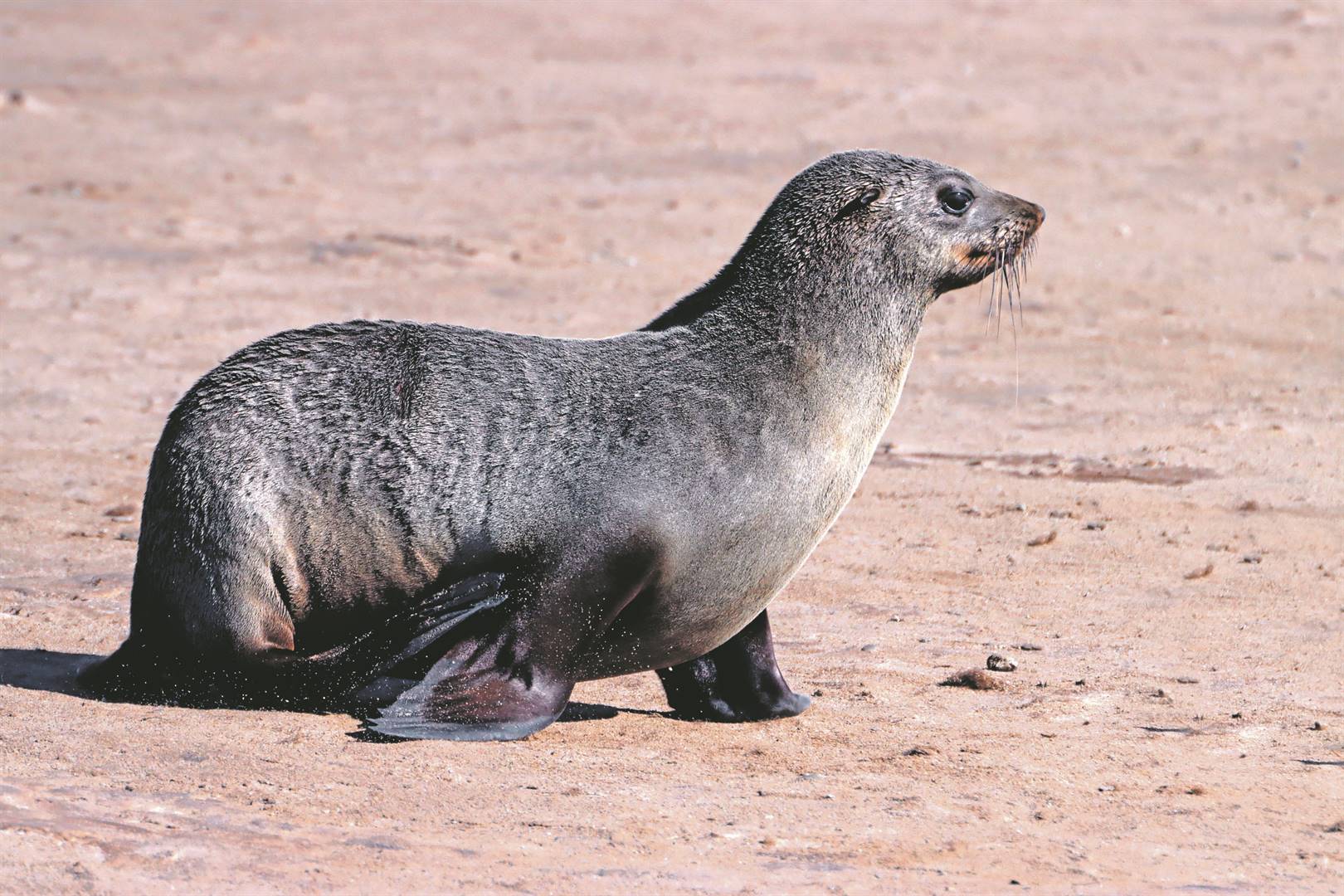 A seal was euthanised due to heavy injuries.