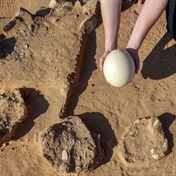 SEE | Ancient ostrich eggs found in southern Israeli desert