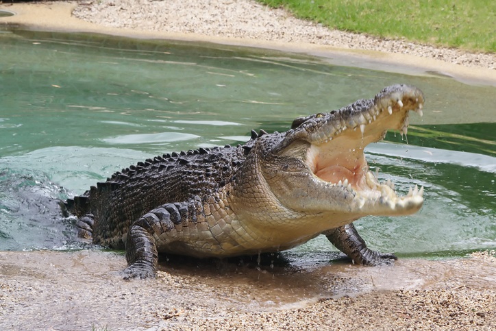 Crocodiles have escaped from a Western Cape farm. 