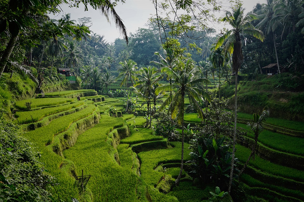 Rice fields in Bali. (Niklas Weiss/ Unsplash)