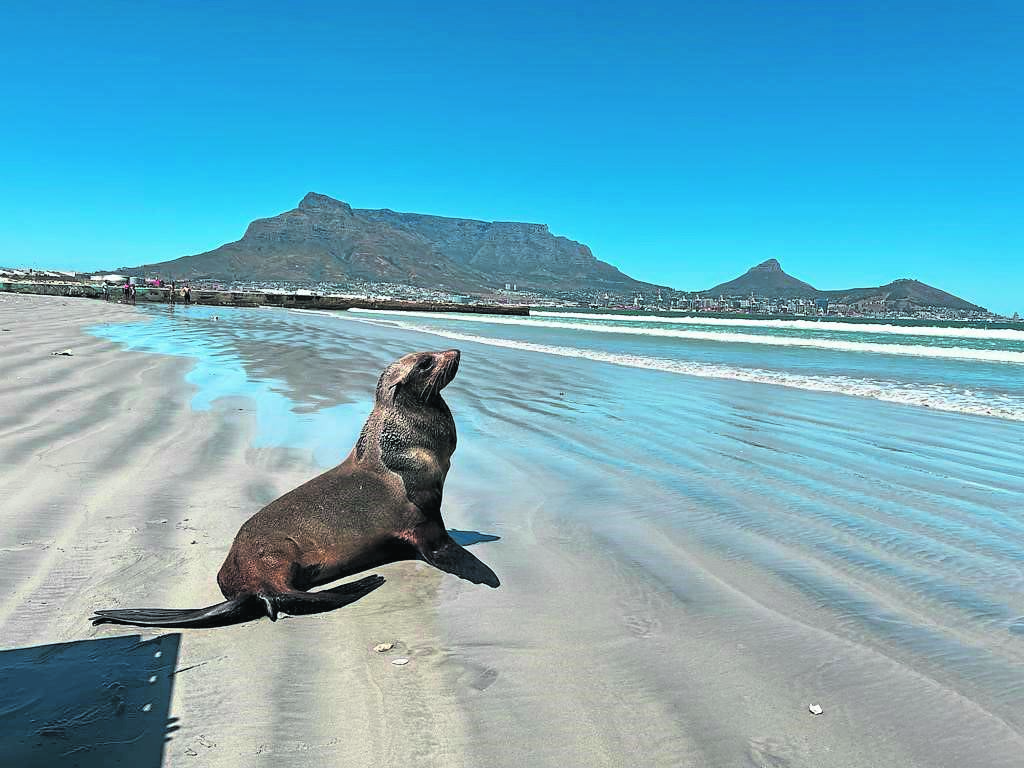 Seal harassment is on the rise, and you could be prosecuted for it | News24