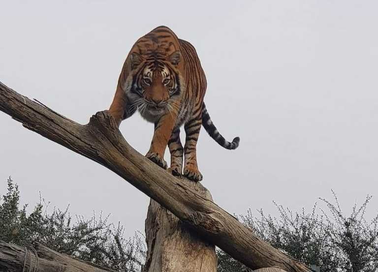 Sheba, an 8-year-old female tiger escaped her enclosure on the weekend in the South of Johannesburg. 