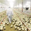 Government outlines plan to save SA’s poultry industry as imports cause jobs bloodbath