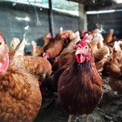 Chicken crisis: 10 million chicks culled in six weeks due to load shedding