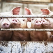 African swine fever outbreak in George confirmed by agriculture department