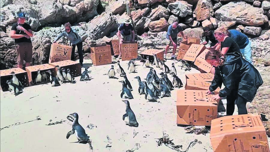 Sanccob released 51 African penguins at Stony Point penguin colony.PHOTO: Sanccob