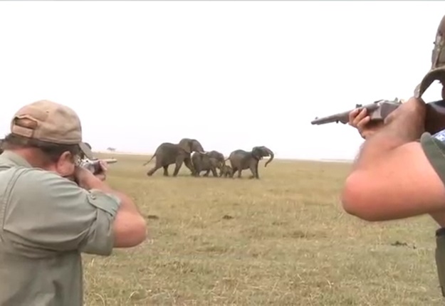 Watch Hit It Between The Eyes Elephants Charge At Hunters