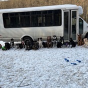 All aboard the doggy express! A bus for pooches in Alaska is making its passengers’ tails wag and delighting animal-lovers