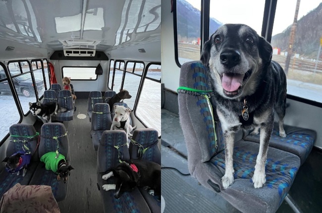 puppy bus, dog walking, Alaska