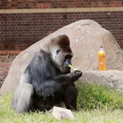 WATCH | FEEL GOOD: Makokou the gorilla celebrates 35th birthday after major surgery