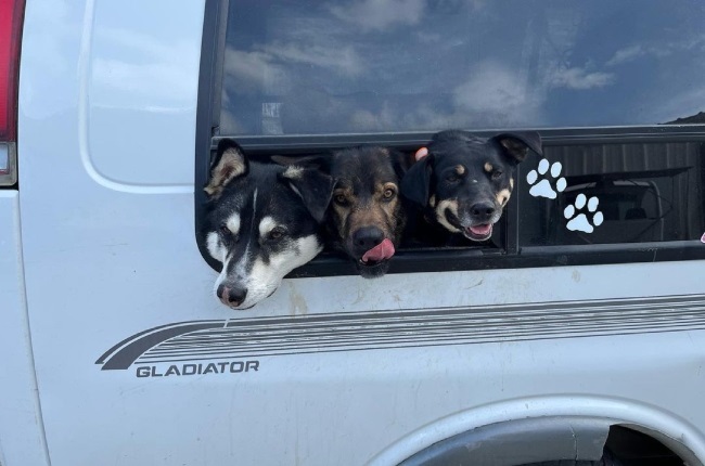 puppy bus, dog walking, Alaska