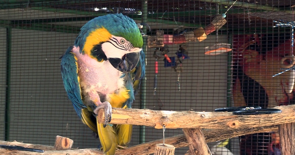Twenty-year-old Brandy, a blue and gold macaw. (Sc