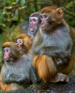 rhesus macaques. (Photo: Getty Images/Gallo Images)