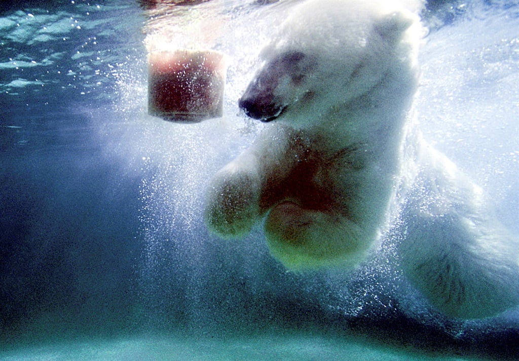 do polar bears eat humans